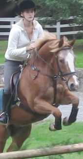 Hazy, horse for lease or lessons